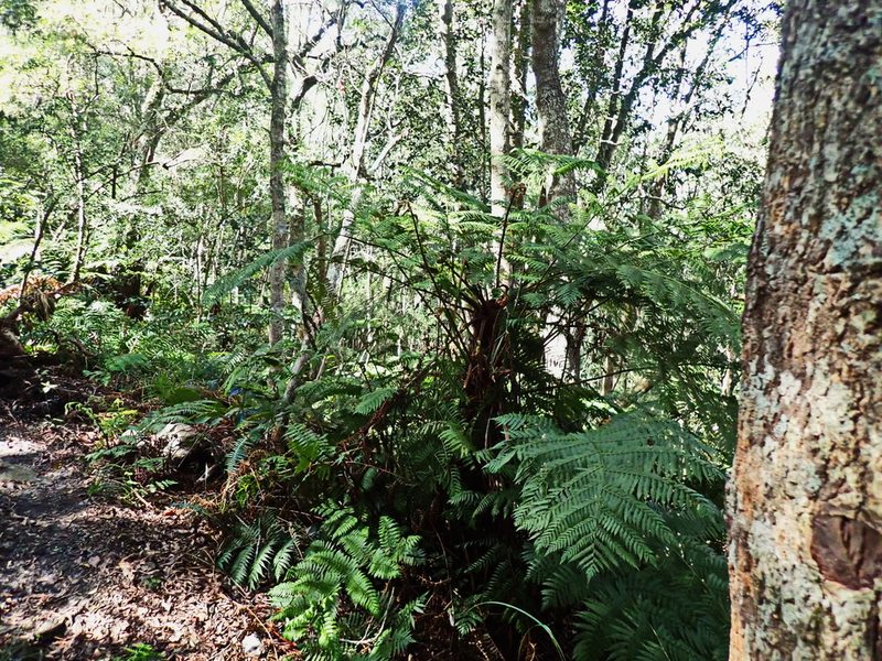 Gymnosphaera capensis, photographed by Di Turner