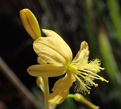 Bulbine succulenta, photographed by Nicola van Berkel