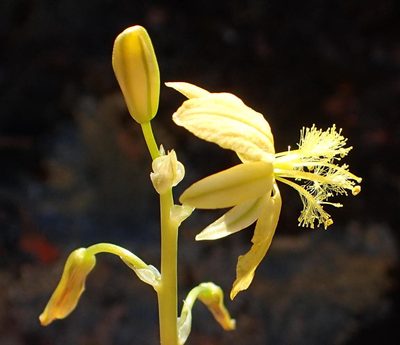 Bulbine succulenta, photographed by Nicola van Berkel
