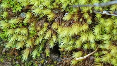 Breutelia affinis, photographed by Andrew Thornhill
