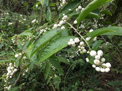 Cestrum nocturnum, photographed by Darren Oh