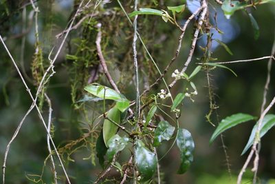 Parsonsia induplicata, photographed by Greg Tasney