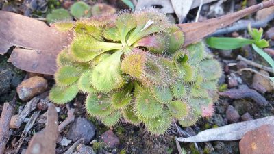 Drosera whittakeri, photographed by Andrew Thornhill