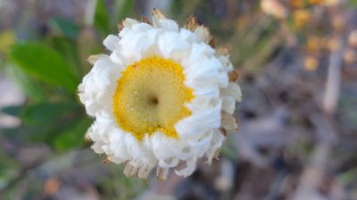 Chrysocephalum baxteri, photographed by Andrew Thornhill