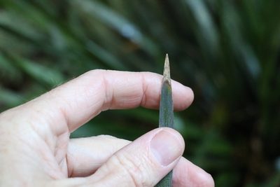 Lomandra spicata, photographed by Greg Tasney