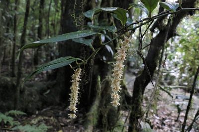 Ripogonum discolor, photographed by Greg Tasney