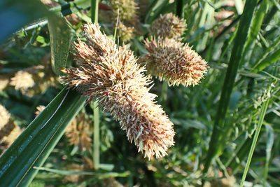 Cyperus thunbergii, photographed by Di Turner