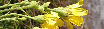 Osteospermum corymbosum, photographed by Di Turner