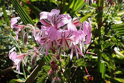 Pelargonium cordifolium, photographed by Di Turner
