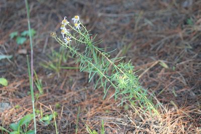 Ionactis linariifolia, photographed by Steven Lamonde