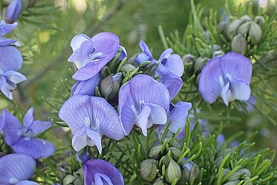 Psoralea speciosa, photographed by Di Turner