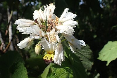 Sparrmannia africana, photographed by Di Turner