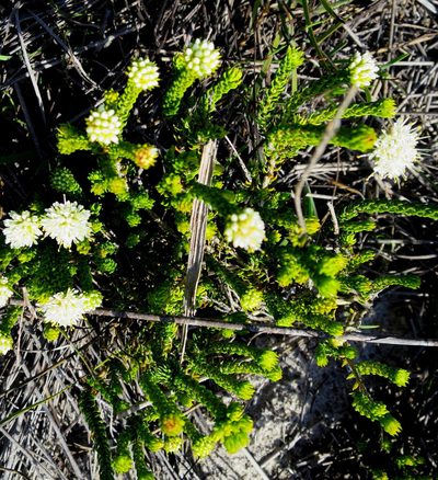 Agathosma eriantha, photographed by Di Turner