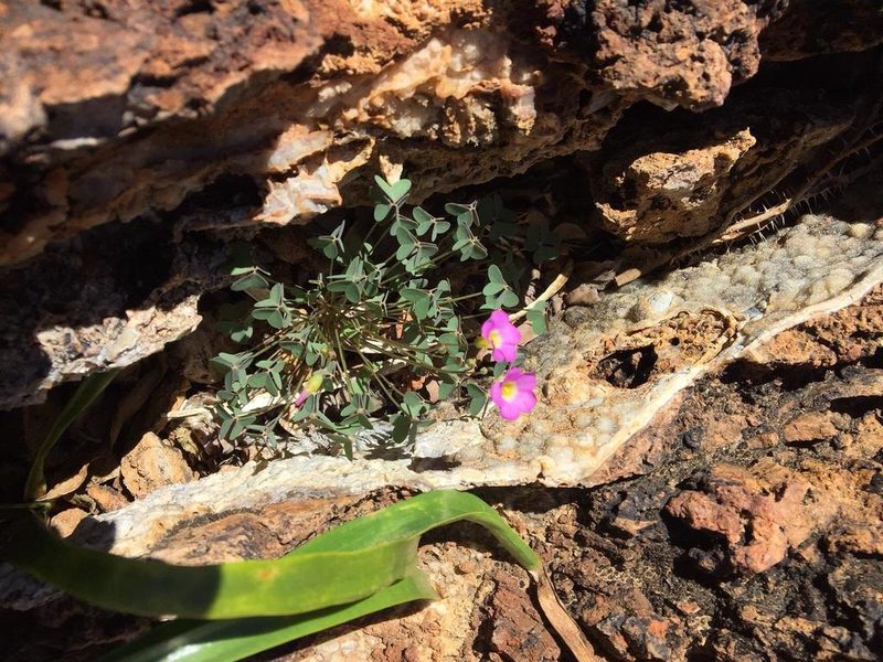 Oxalis purpurascens, photographed by Dave U