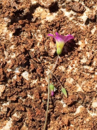 Oxalis purpurascens, photographed by Dave U