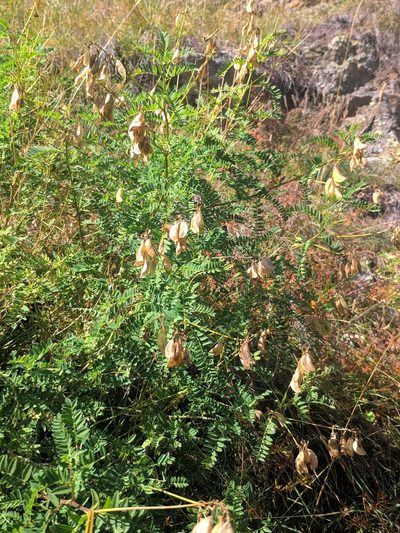 Astragalus penduliflorus, photographed by Denys Vynokurov