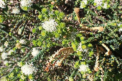 Agathosma apiculata, photographed by Di Turner