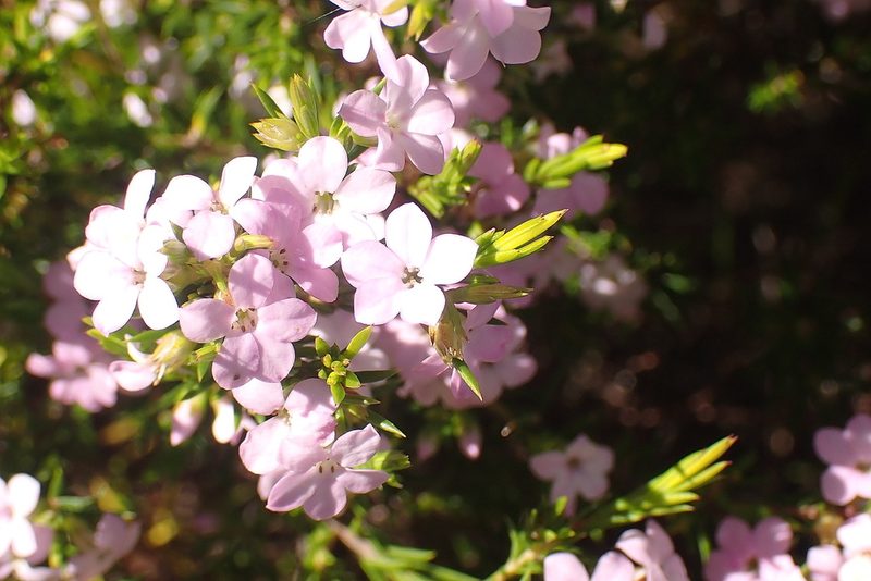 Coleonema pulchellum, photographed by Di Turner
