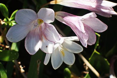 Freesia leichtlinii, photographed by Di Turner