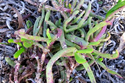 Carpobrotus muirii, photographed by Di Turner