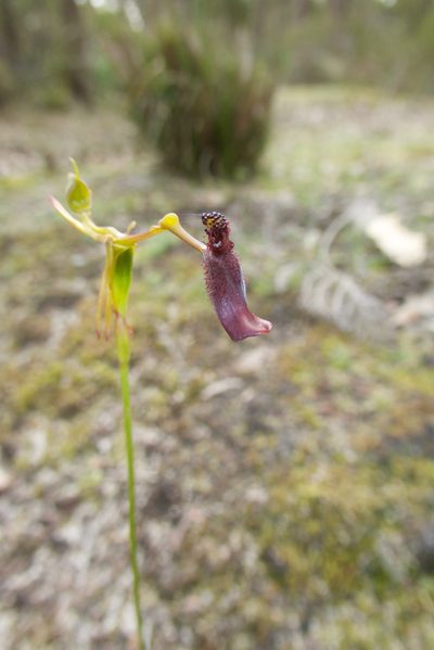 Drakaea gracilis, photographed by Ruth Clark