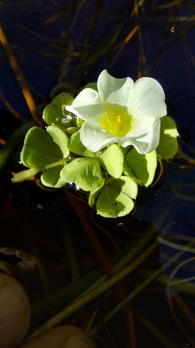 Oxalis natans, photographed by Jacques van der Merwe