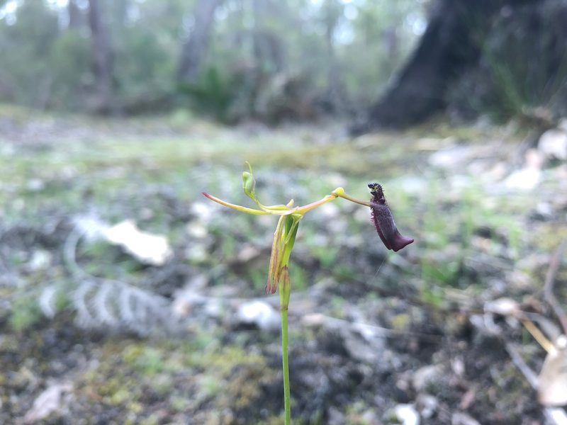 Drakaea gracilis, photographed by Ruth Clark