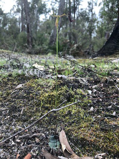 Drakaea gracilis, photographed by Ruth Clark