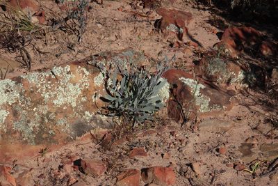 Othonna humilis, photographed by Tony Rebelo