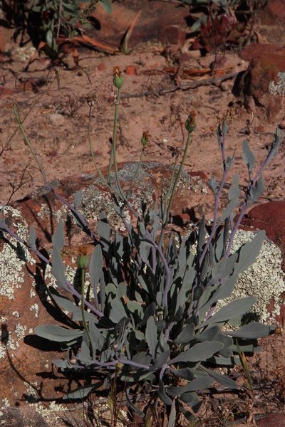 Othonna humilis, photographed by Tony Rebelo