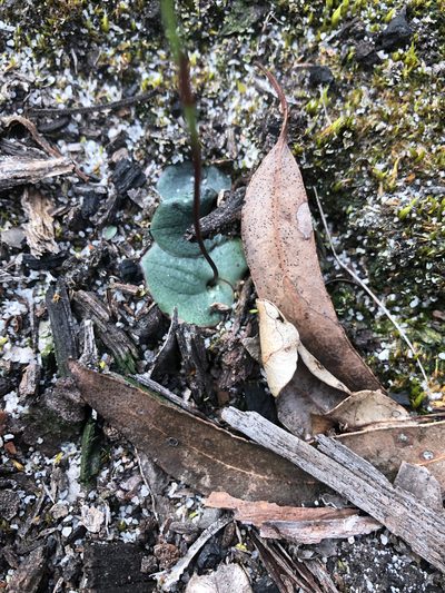 Drakaea gracilis, photographed by Ruth Clark