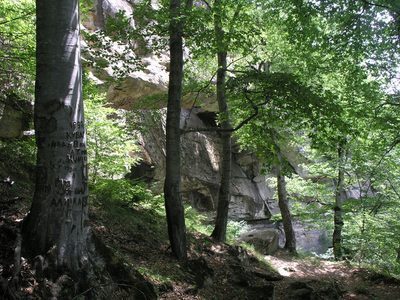 Fagus orientalis, photographed by Oleg Kosterin