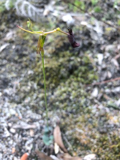 Drakaea gracilis, photographed by Ruth Clark