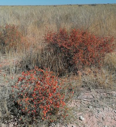 Hermannia burchellii, photographed by flamelily