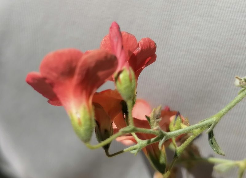 Hermannia burchellii, photographed by flamelily