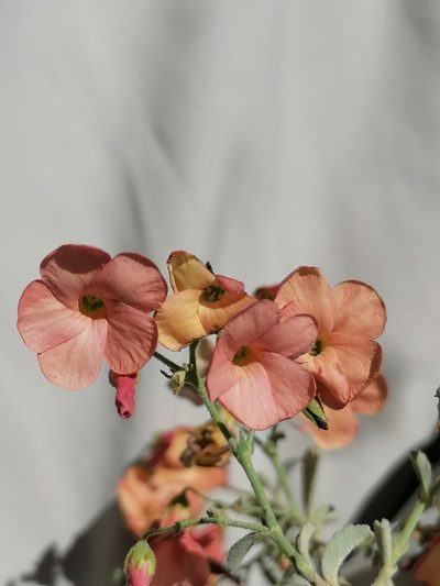 Hermannia burchellii, photographed by flamelily