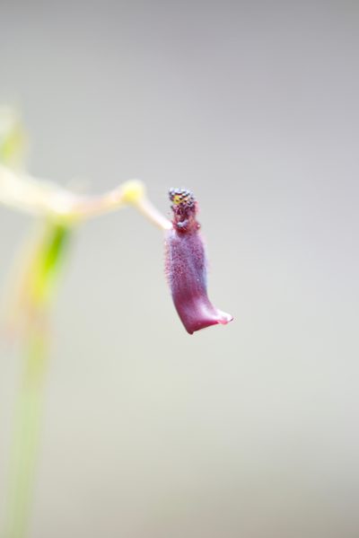 Drakaea gracilis, photographed by Ruth Clark