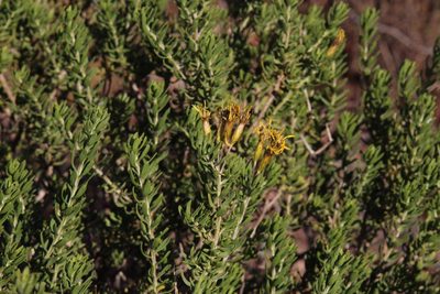Oedera multipunctata, photographed by Tony Rebelo