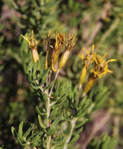 Oedera multipunctata, photographed by Tony Rebelo