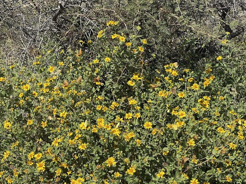 Aldama cordifolia, photographed by CK2AZ