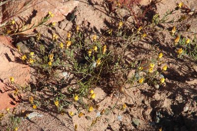 Rhynchopsidium pumilum, photographed by Tony Rebelo