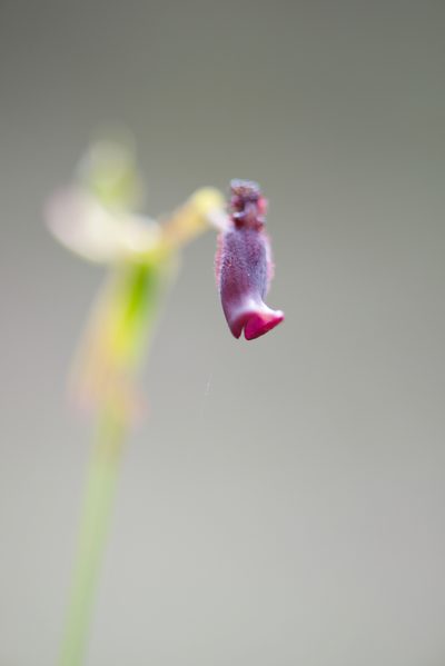 Drakaea gracilis, photographed by Ruth Clark