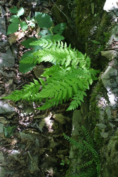 Woodsia fragilis, photographed by Oleg Kosterin