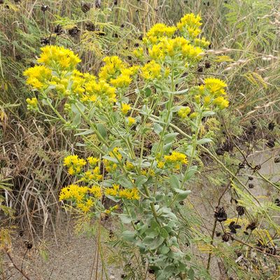 Solidago rigida, photographed by Robert Hoard