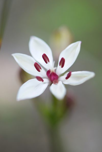 Burchardia multiflora, photographed by Ruth Clark