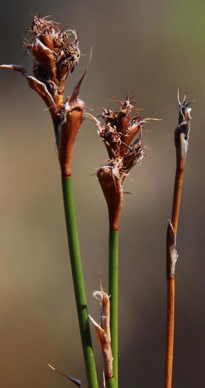 Restio ocreatus, photographed by Tony Rebelo