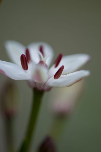 Burchardia multiflora, photographed by Ruth Clark