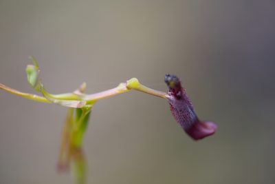 Drakaea gracilis, photographed by Ruth Clark