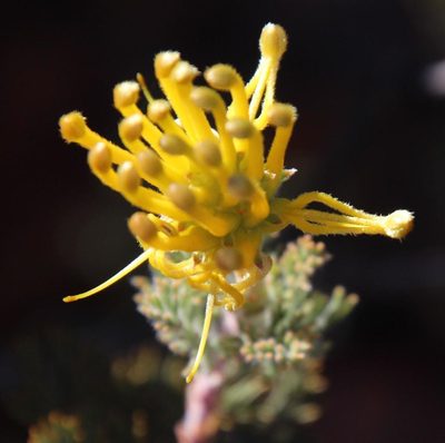 Serruria flava, photographed by Tony Rebelo