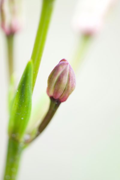 Burchardia multiflora, photographed by Ruth Clark